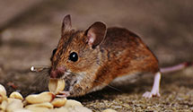 24 Hour & Emergency Exterminators in Clinton, IA